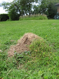 Ant Nest in the Lawn